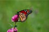 IMG_9080.jpeg