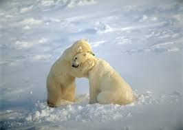Polar Bear Hugs.jpg
