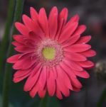 Flower 10.JPG