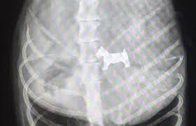 Dog swallowed Monopoly piece