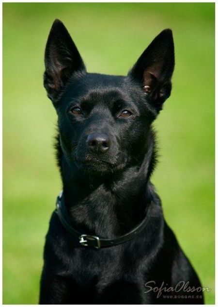 black kelpie.jpg