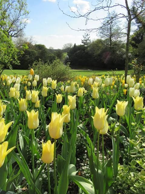 field of yellow tulips.jpg
