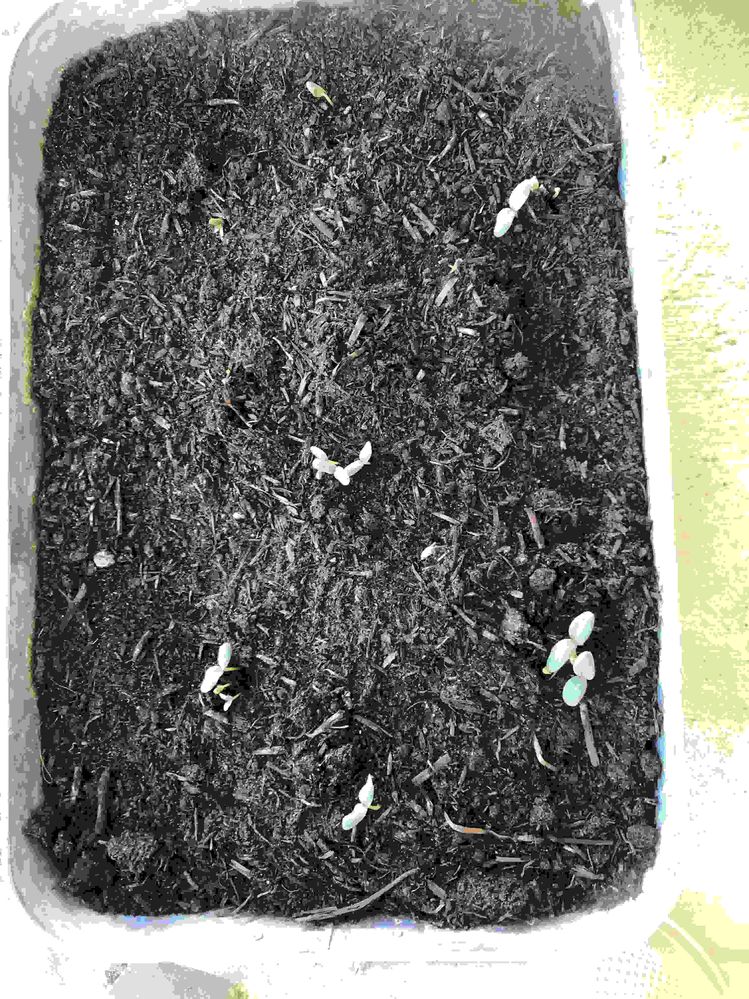 Oh my gosh! I did it!!! The quality is awful but you can see my beautiful seedlings. This is what they look like today.