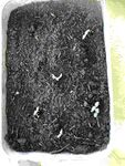 Oh my gosh! I did it!!! The quality is awful but you can see my beautiful seedlings. This is what they look like today.