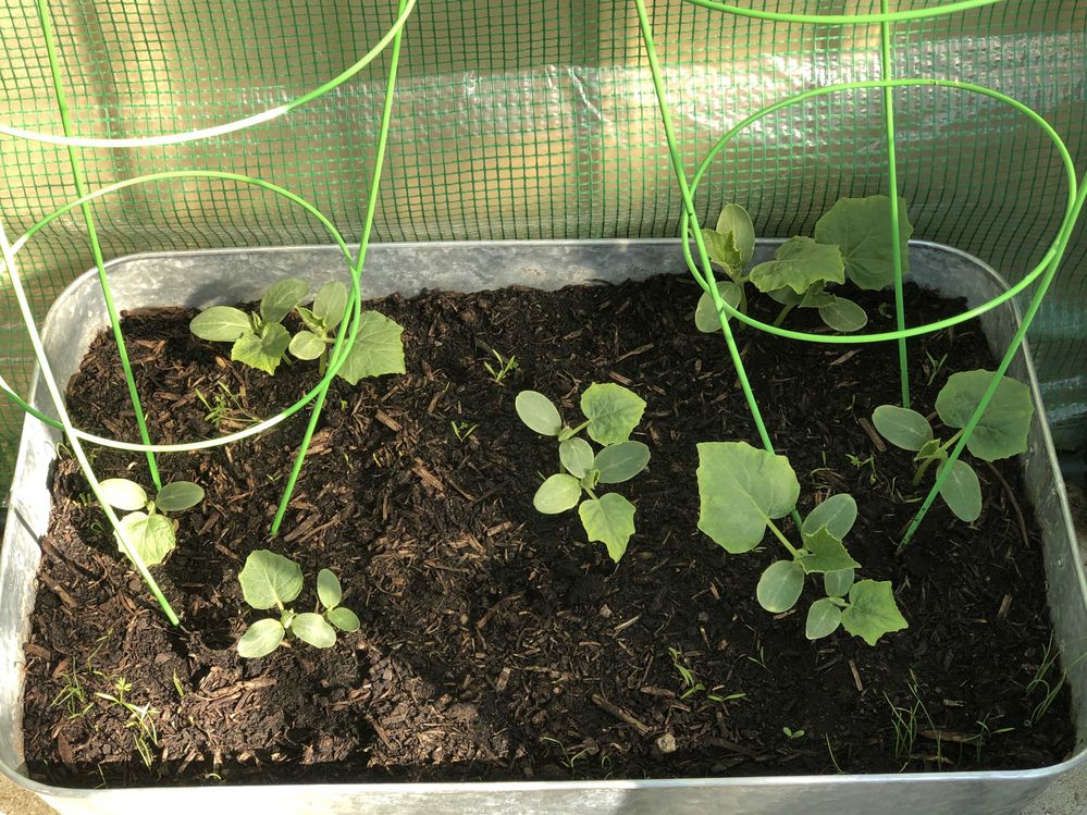 4th May 2023 cucumbers