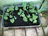 11th May 2023 cucumbers