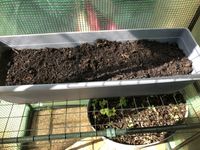 4th May 2023 Lettuces (left)