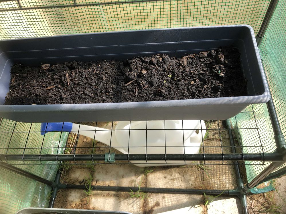 4th May 2023 Lettuces and Spinach (right)