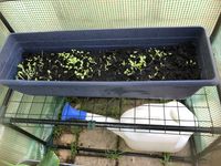 11th May 2023 Lettuces and spinach (right)