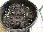 11th May 2023 Basil