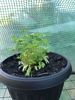Parsley 1st July 2023